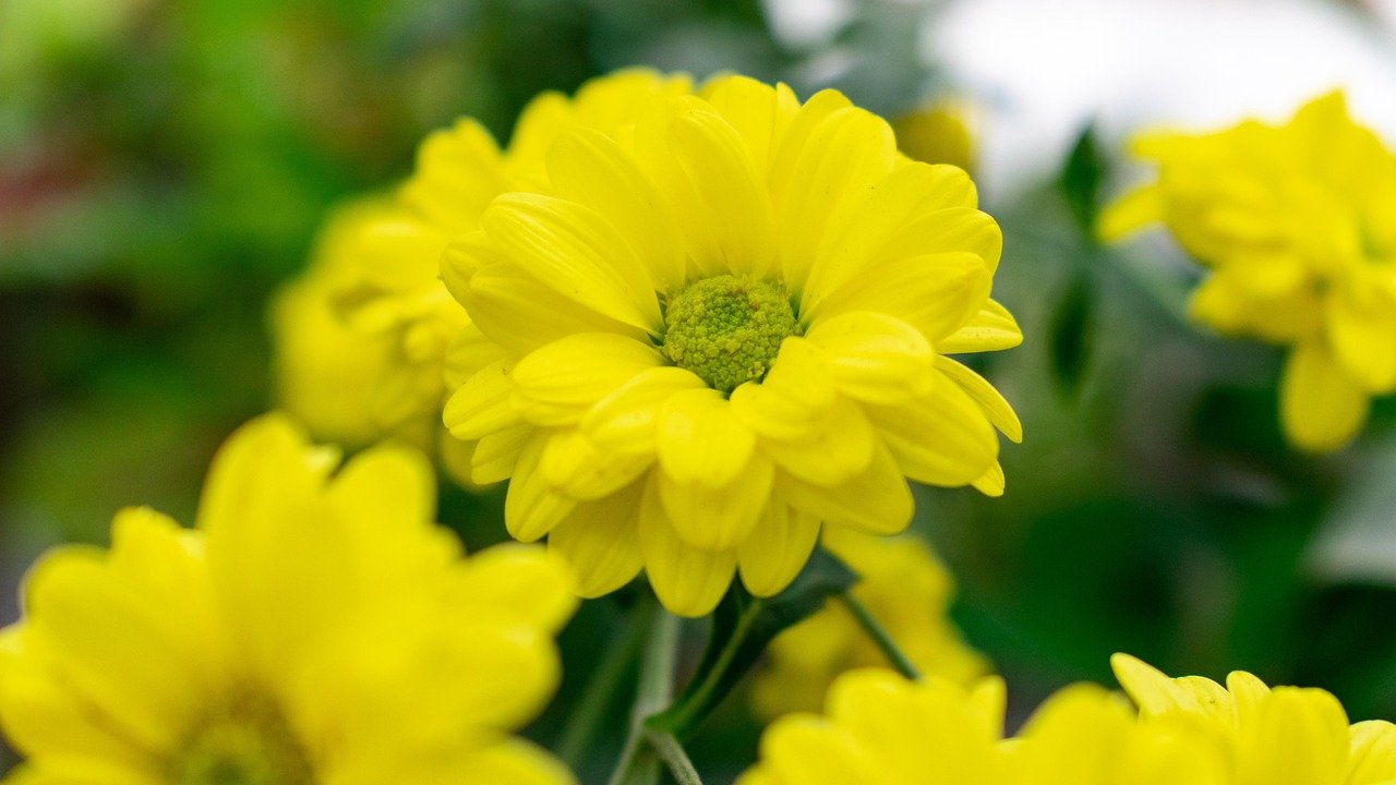 flore, flower wallpaper, bedding plant, garden plant, ornamental plant, beautiful flowers, flower, nature, flora, beautiful, flower background, color, bloom, blossom, plant, ecuador, joga