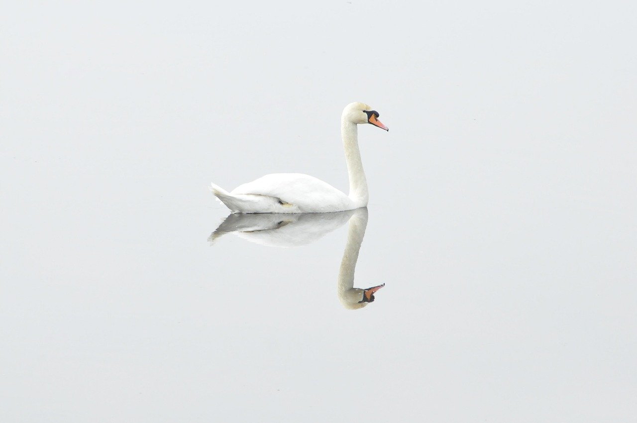swan, bird, waterfowl, white swan, water bird, aquatic bird, animal, reflection, water reflection, lake, nature, mirroring, mirror image, swan, swan, swan, swan, swan, bird, reflection, reflection