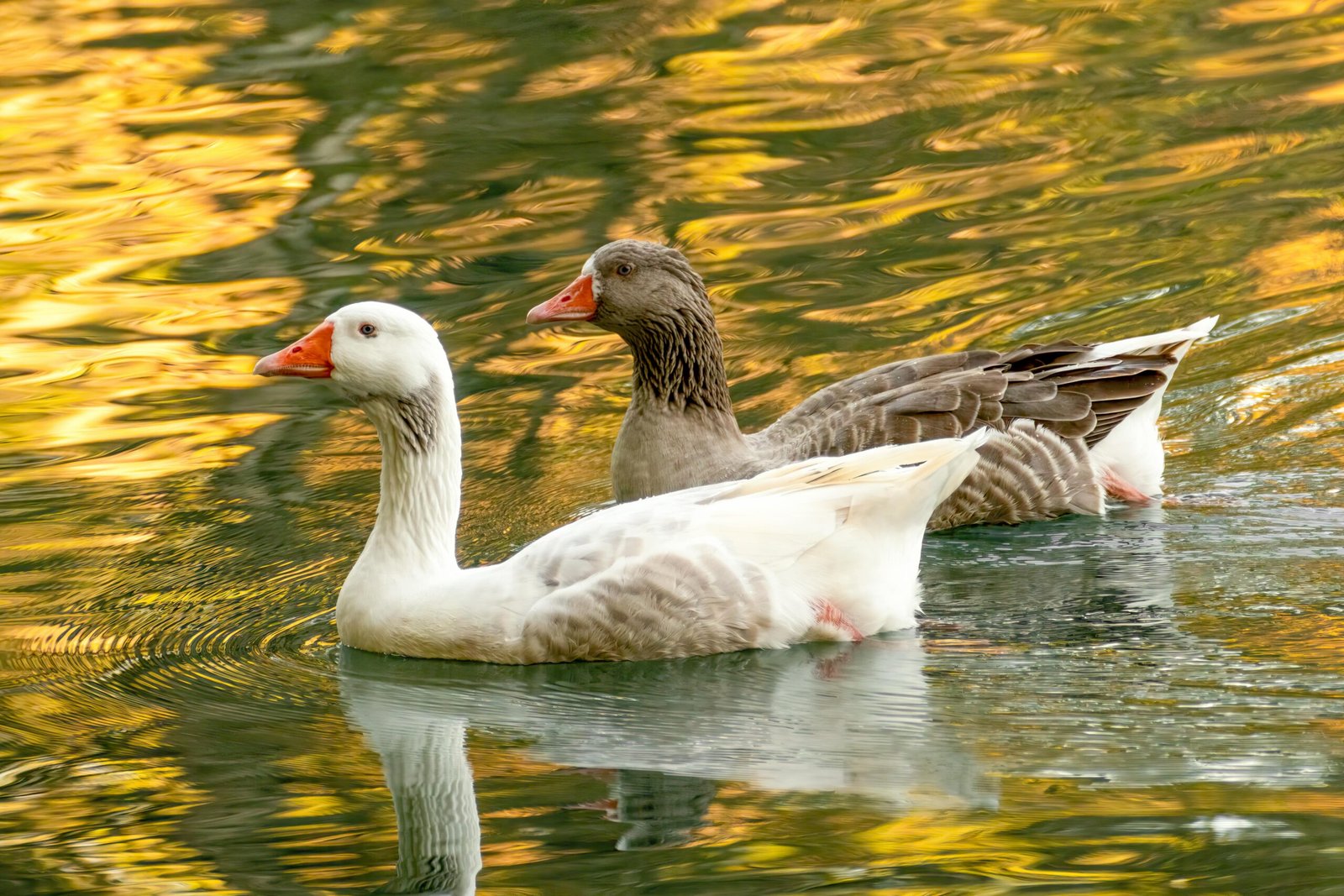 Two geese gracefully swim in a vibrant pond in Comunidad Valenciana, Spain.