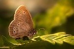 chestnut heath, butterfly, insect, winged insect, butterfly wings, fauna, nature, close up, butterfly, butterfly, butterfly, butterfly, nature, nature, nature, nature, nature